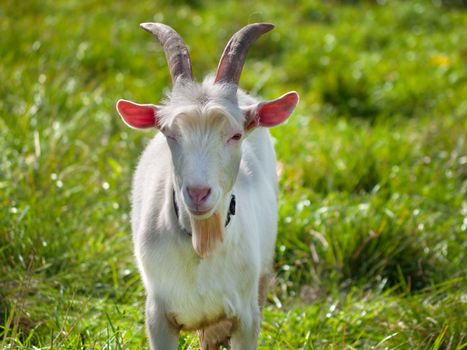 Young goat on green grass background on bright sunny day