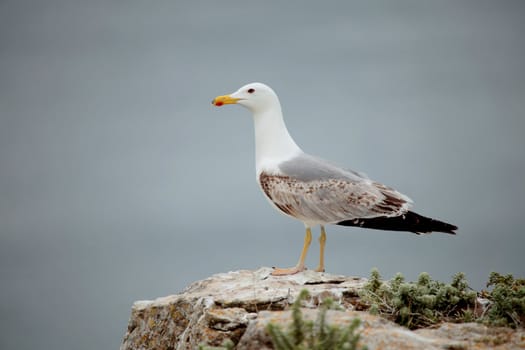 Picture of a beautiful seagull in front of ocean