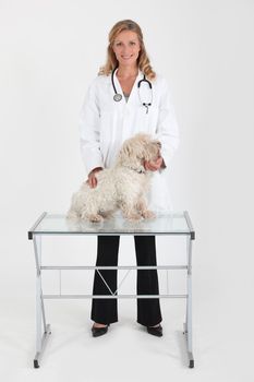 Female vet treating dog