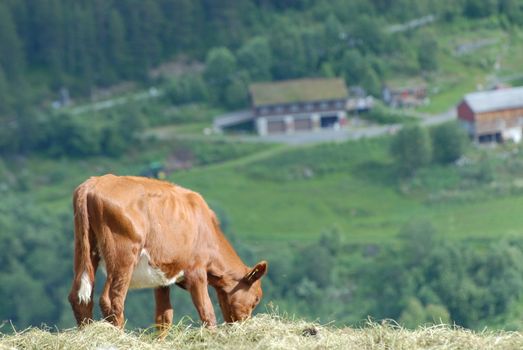 Cow eating grass in Norwegian nature