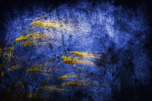 Grunge background with golden wheat in a farm field