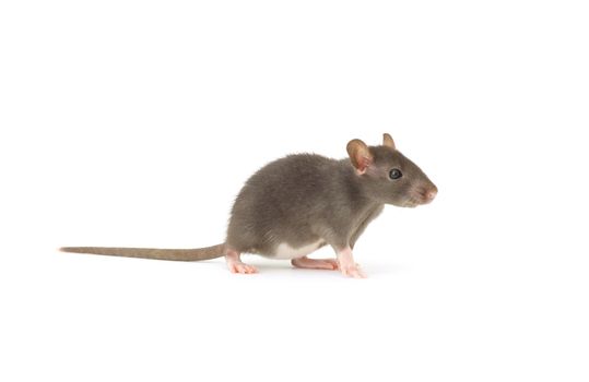 rat  isolated on white background