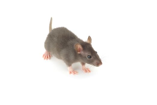 funny rat  isolated on white background