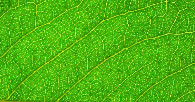 structure of leaf natural background
