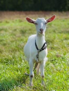 Young goat on green grass background on bright sunny day