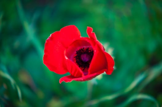 Red poppies growing in a green grass .