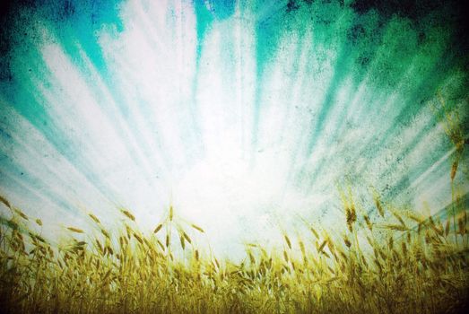 Grunge background with golden wheat in a farm field