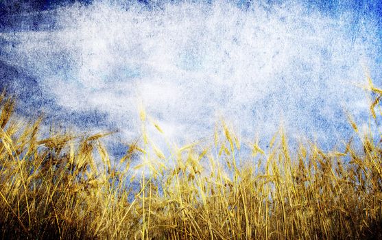 Grunge background with golden wheat in a farm field