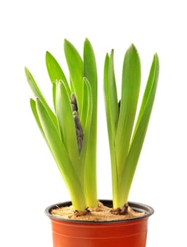 Hyacinthus orientalis isolated on white background