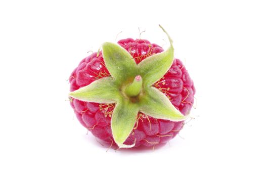 fresh raspberry closeup isolated on white background