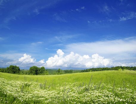 field on a background of the blue sky