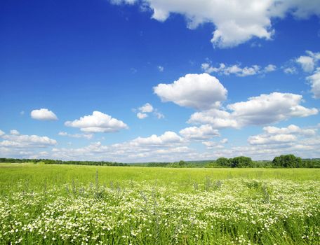 field on a background of the blue sky