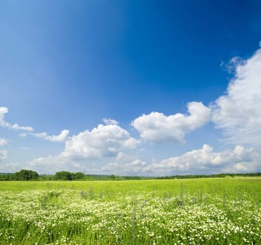 field on a background of the blue sky
