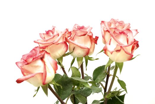 red rose isolated on a white background