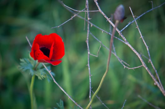 Red poppies growing in a green grass .