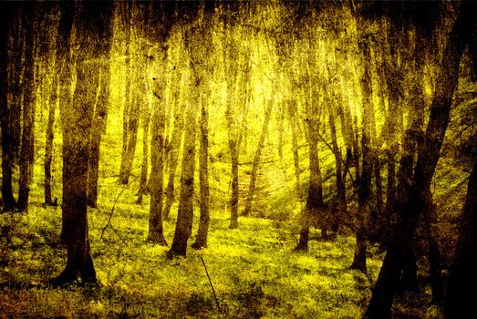 grunge forest background with space for text or image 