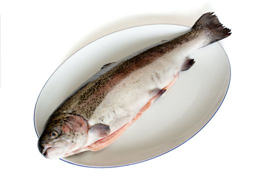 plate with rainbow trout (salmon trout) over white background