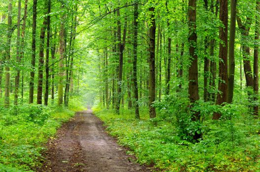 a path is in the green forest