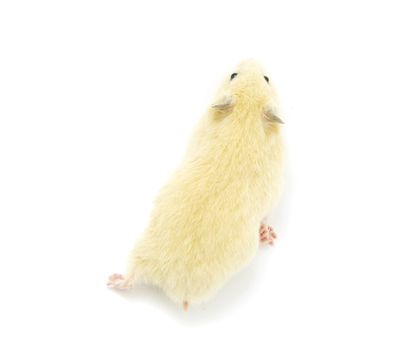 Hamster in front of a white background