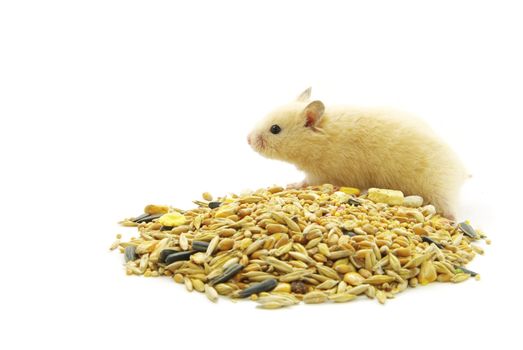 Hamster in front of a white background