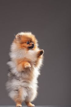 Zverg Spitz, Pomeranian puppy, eight months old