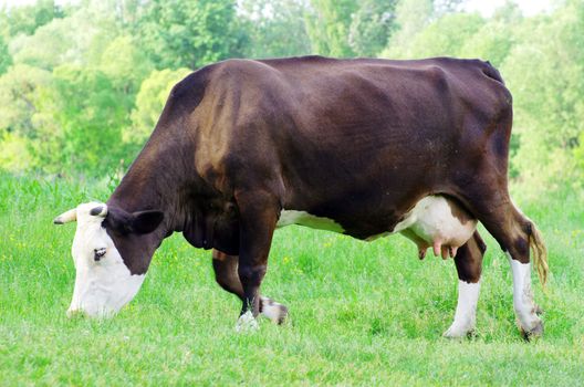 cows on a green meadow