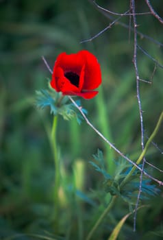 Red poppies growing in a green grass .