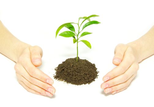 Hands holding sapling in soil  on white    