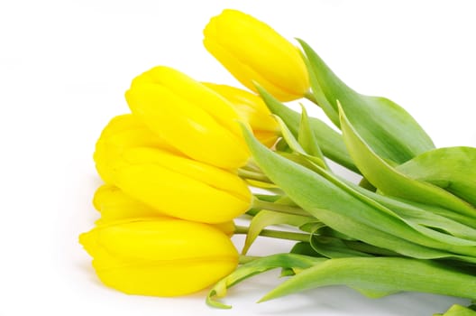 yellow tulips isolated on white background