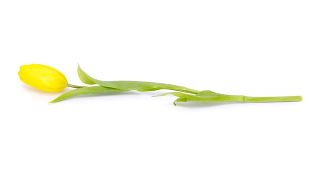 yellow tulips isolated on white background