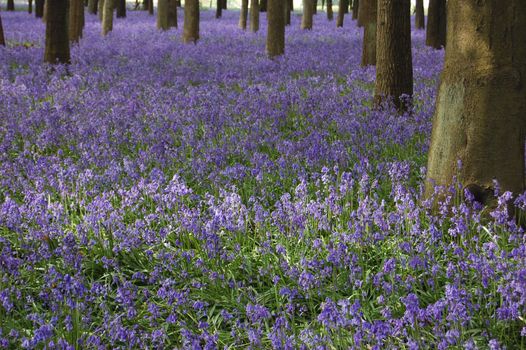 Bluebells carpet the floor in a woodland area