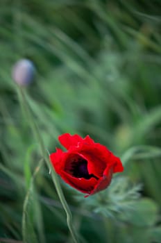 Red poppies growing in a green grass .