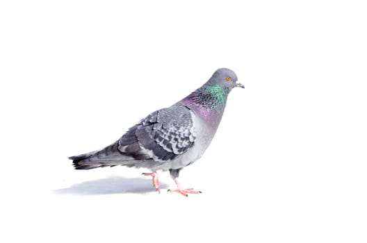 One gray pigeon isolated on white background