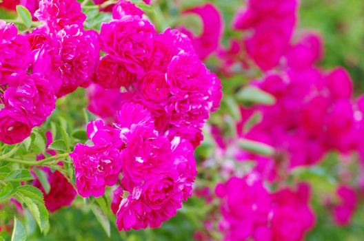 roses on a bush in a garden
