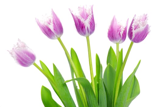 pink tulips on white background 