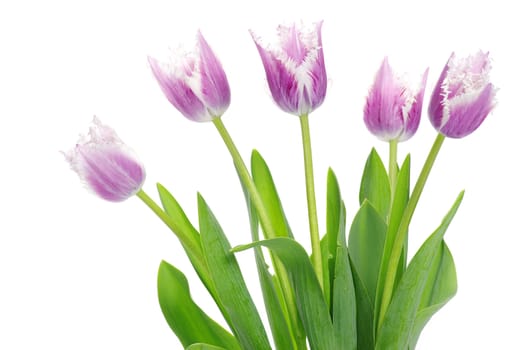 pink tulips on white background 