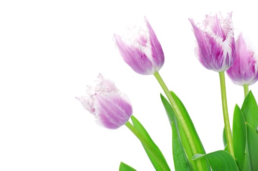 pink tulips on white background 