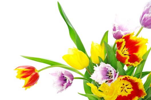 bouquet of the tulips on white background