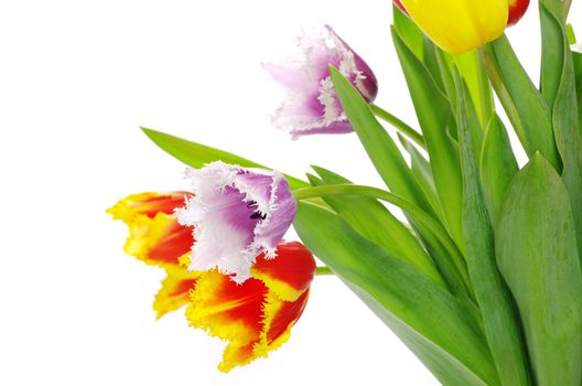 bouquet of the tulips on white background