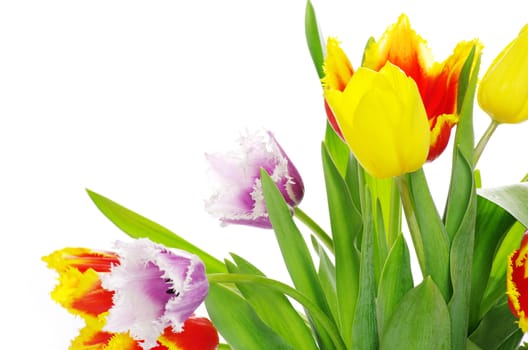 bouquet of the tulips on white background