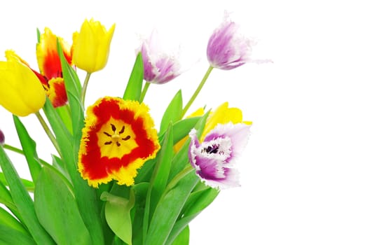 bouquet of the tulips on white background