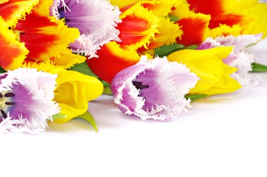 bouquet of the fresh tulips on white background