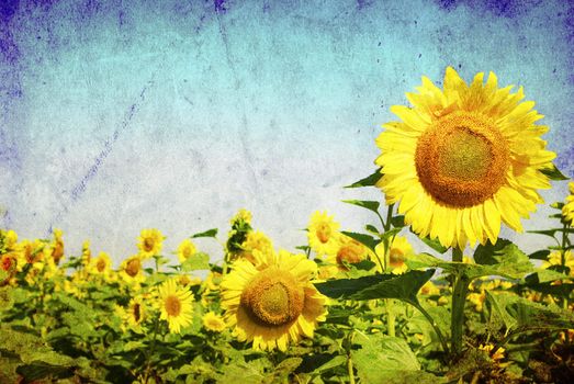 vintage image of sunflower field