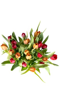 Bouquet of tulips on white background with space for your copytext