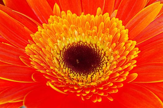  gerbera flower close up background