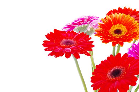colorful gerberas on white background