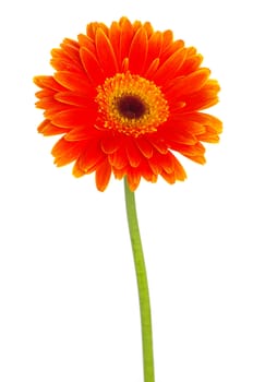  gerbera flower closeup on white background