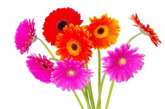 colorful gerberas on white background