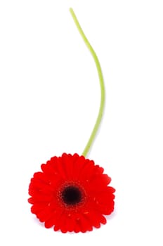 red gerbera flower closeup on white background
