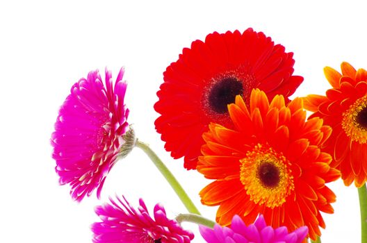 colorful  flowers gerberas on white background